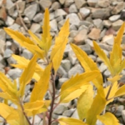 Caryopteris x clandonensis 'Worcester Gold'