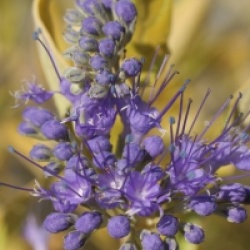 Caryopteris x clandonensis 'Worcester Gold'
