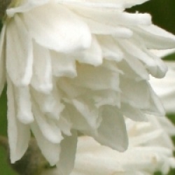 Deutzia x magnifica - Deutzia magnifica