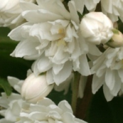 Deutzia x magnifica
