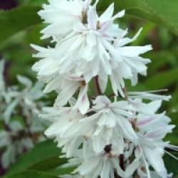 Deutzia x magnifica