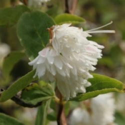 Deutzia x magnifica