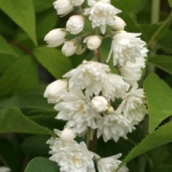 Deutzia x magnifica