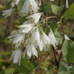 Deutzia taiwanensis 
