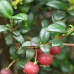 Giyavier du Chili, Myrtus ugni