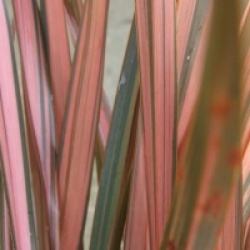 Phormium 'Rainbow Maiden'