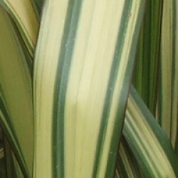 Phormium 'Yellow Wave'