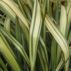 Phormium 'Yellow Wave'