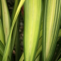 Phormium 'Yellow Wave'
