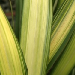 Phormium 'Yellow Wave'