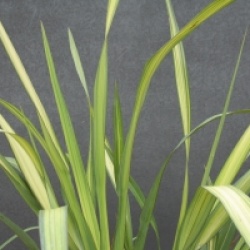 Phormium 'Yellow Wave'