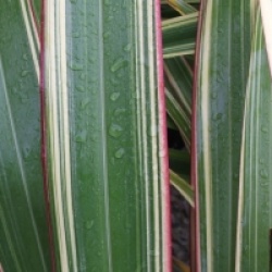 Phormium cookianum subsp. hookeri 'Tricolor' - Lin de Nouvelle-Z�lande Tricolor