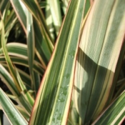 Phormium cookianum subsp. hookeri 'Tricolor'