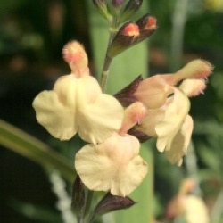 Salvia x jamensis 'Melen' cov