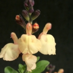 Salvia x jamensis 'Melen' cov - Sauge Melen