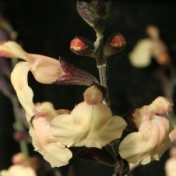 Salvia x jamensis 'Melen' cov