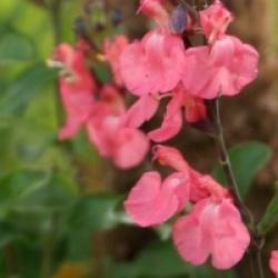 Salvia x jamensis 'Pluenn' cov
