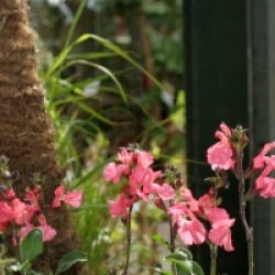 Salvia x jamensis 'Pluenn' cov