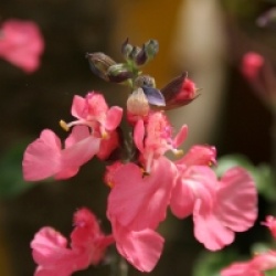 Salvia x jamensis 'Pluenn' cov