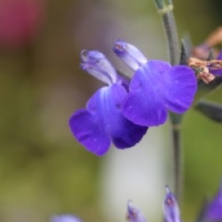 Salvia 'Blue Armor'