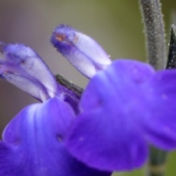 Salvia 'Blue Armor'