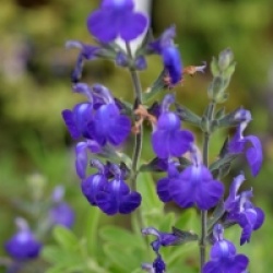 Salvia 'Blue Armor'