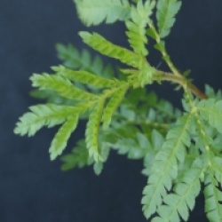 Lyonothamnus floribundus subsp. asplenifolius 