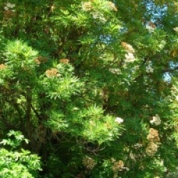 Lyonothamnus floribundus subsp. asplenifolius 