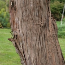 Lyonothamnus floribundus subsp. asplenifolius 