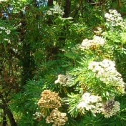 Lyonothamnus floribundus subsp. asplenifolius 