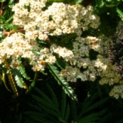 Lyonothamnus floribundus subsp. asplenifolius 
