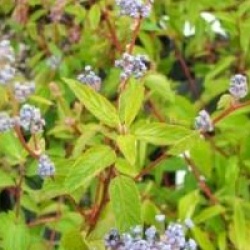 C�anothe Gloire de Versailles