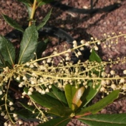 Clethra pringlei