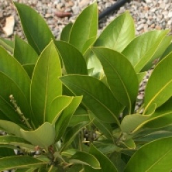 Lithocarpus edulis