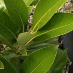 Lithocarpus edulis