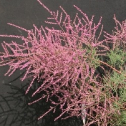 Tamarix ramosissima 'Pink Cascade'