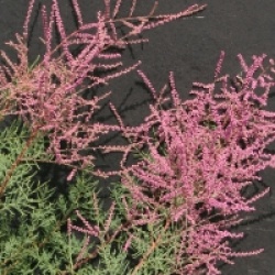 Tamarix ramosissima 'Pink Cascade'