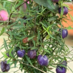 Billardiera longifolia