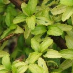 Ceanothus 'Zanzibar'