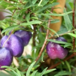 Billardiera longifolia