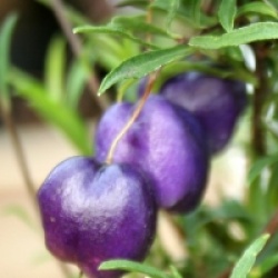 Billardiera longifolia