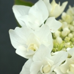 Hydrangea macrophylla 'Coco' �