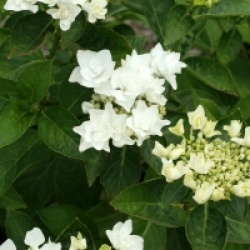 Hydrangea macrophylla 'Coco' �