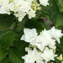 Hydrangea macrophylla 'Coco' �