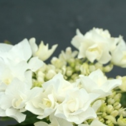 Hydrangea macrophylla 'Coco' �