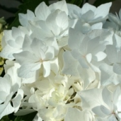 Hydrangea macrophylla 'Coco' �