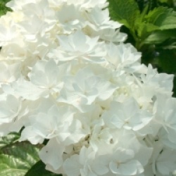 Hydrangea macrophylla 'Coco' �