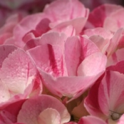 Hydrangea macrophylla Hovaria � 'Sweet Fantasy'