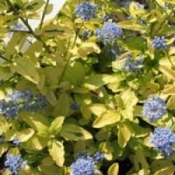 Ceanothus 'Zanzibar'