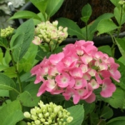 Hydrangea macrophylla Hovaria � 'Sweet Fantasy'